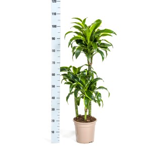 Dracaena Deremensis Dorado With Basket Ø21Cm - ↕100 - 120Cm