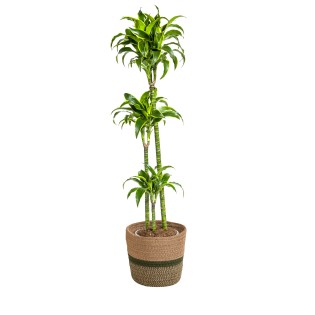 Dracaena Deremensis Dorado With Basket Ø24Cm - ↕120 - 140Cm