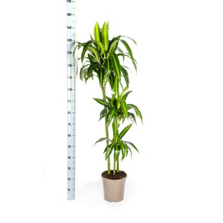 Dracaena Deremensis Hawaiian Sunshine With Basket Ø24Cm - ↕130 - 150Cm