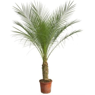 Phoenix Roebelenii Op Stam - 190Cm