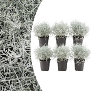 6X Calocephalus (Silver Bush) - 10 Cm Ø - 15 Cm ↕