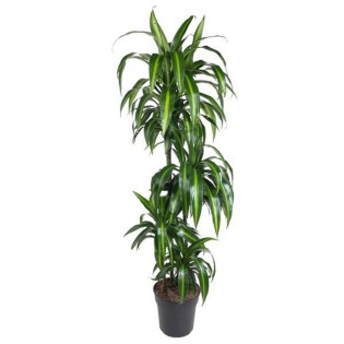 Dracaena Hawaiian Sunshine - 150Cm