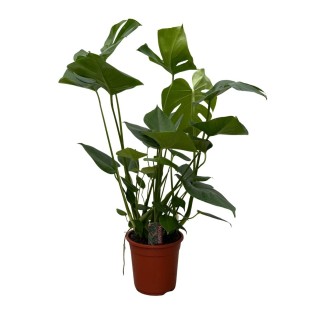 Monstera - 70Cm