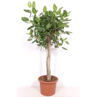 Ficus Benghalensis Boom De Luxe - 200Cm