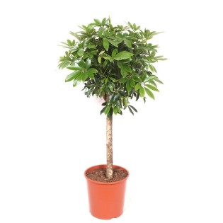 Schefflera  Op Stam - 150 Cm