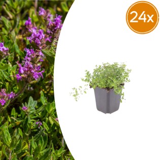 24X Thymus Serpyllum - ↕10-25Cm - Ø9Cm
