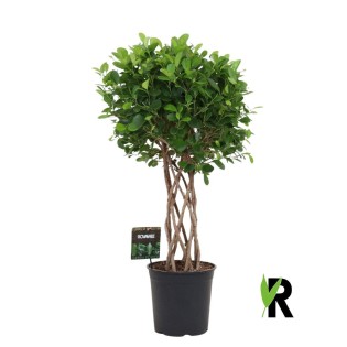 Ficus Moclame Gevlochten Cilinder - 120 Cm