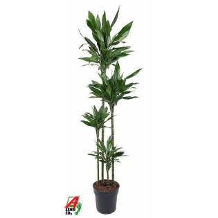 Dracaena Janet Lind Xxl - 180Cm