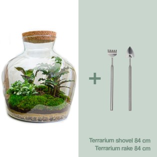Diy Terrarium -  Fat Joe - ↕ 30 Cm