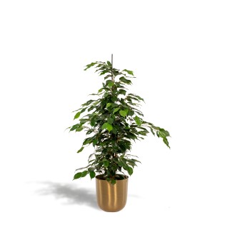 Ficus Benjamina Danielle - Ø21Cm - ↕95Cm + Pot Mayk Gold