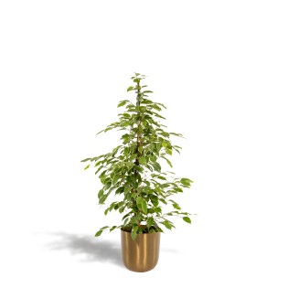 Ficus Benjamina Goldenking - Ø21Cm - ↕95Cm + Pot Mayk Gold