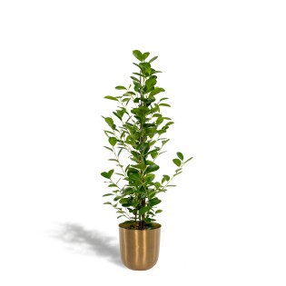 Ficus Microcarpa Moclame - Ø21Cm - ↕95Cm + Pot Mayk Gold