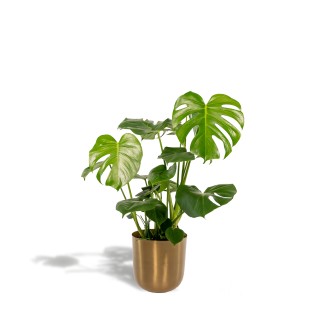 Monstera Deliciosa + Pot Mayk Gold - ↨80Cm - Ø21Cm
