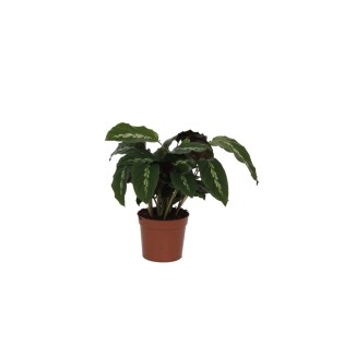 Calathea Maui Queen - 35 Cm - Ø12Cm