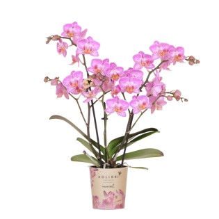 Kolibri Orchids | Pink Phalaenopsis Orchid Pot Size Ø9Cm | Switzerland | Flowering Houseplant – Fresh From The Grower