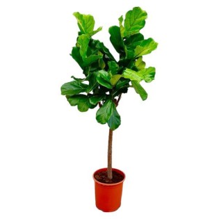 Ficus Lyrata Boom Ø34Cm, 160Cm Hoog