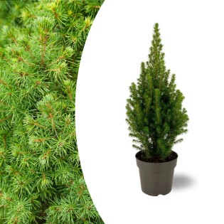 Picea Glauca Perfecta - 15 Cm Ø - 40 Cm ↨