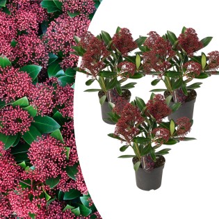 Set Of 3 Skimmia ‘Rubella’ – Ø10.5 Cm – ↨ 20-25 Cm