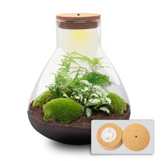 Diy Terrarium - Sam Xl - ↕ 35 Cm
