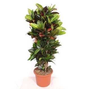 Codiaeum Petra - 180Cm