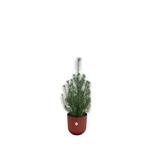 Everyplants Combi Deal - Pinus Pinea Including Elho Jazz Round Tuscan Red Ø19 - 50 Cm