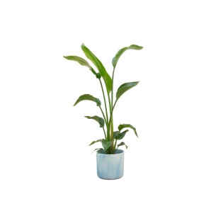 Combi Deal - Strelitzia Nicolai Including Elho Ocean Round Atlantic Blue Ø22 - 100 Cm