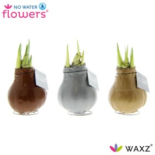 No Water Flowers Waxz Metallic Gold / Silver / Copper - 3 Pieces - Ø7 Cm - ↕15 Cm