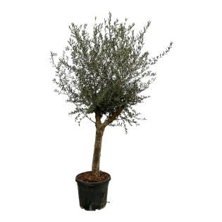 Olea Lorc - 200 Cm - Ø45Cm