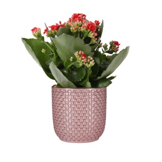 Mother's Day - Kalanchoe Rosalina Don Justino Red + Plant Pot Pink Relief