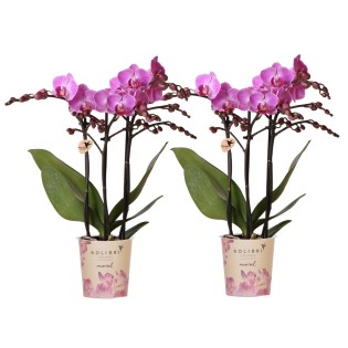 Kolibri Orchids | Combi Deal Of 2 Phalaenopsis Orchids - Vienna - Pot Size Ø9Cm | Flowering Houseplant - Fresh From The Grower