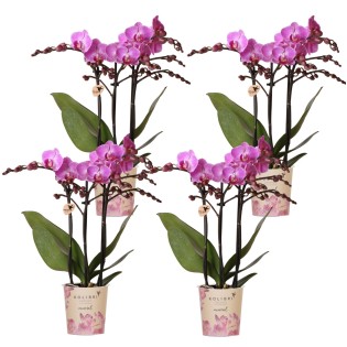 Kolibri Orchids | Combi Deal Of 4 Phalaenopsis Orchids - Vienna - Pot Size Ø9Cm | Flowering Houseplant - Fresh From The Grower