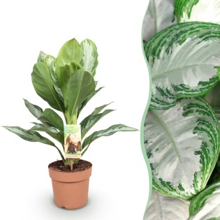 Green Boutiq - Houseplants - Aglaonema Silver Bay - Silver Leaf - Low Maintenance - Silver - 1 Plant - Pot 17Cm - Height 70-75Cm