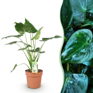 Green Boutiq - Houseplants - Alocasia Cucullata - Buddha's Hand - Low Maintenance - Green - 1 Plant - Pot 21Cm - Height 65-70Cm
