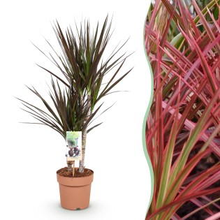 Green Boutiq - Houseplants - Dracaena Magenta - Dragon Blood Tree - Low Maintenance - Red - 1 Plant - Pot 17Cm - Height 70-80Cm