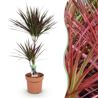 Green Boutiq - Houseplants - Dracaena Magenta - Dragon Blood Tree - Low Maintenance - Red - 1 Plant - Pot 21Cm - Height 90-100Cm