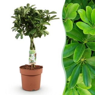 Green Boutiq - Houseplants - Schefflera Nora - Finger Tree - Low Maintenance - Green - 1 Plant - Pot 21Cm - Height 70-82Cm