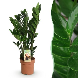 Green Boutiq - Houseplants - Zamioculcas - Zz Plant - Low Maintenance - Green - 1 Plant - Pot 17Cm - Height 65-75Cm