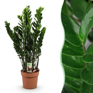Green Boutiq - Houseplants - Zamioculcas - Zz Plant - Low Maintenance - Green - 1 Plant - Pot 21Cm - Height 80-90Cm