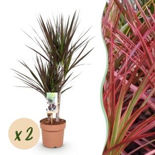 Green Boutiq - Houseplants - Dracaena Magenta - Dragon Blood Tree - Low Maintenance - Red - 2 Plants - Pot 17Cm - Height 70-80Cm