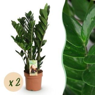 Green Boutiq - Houseplants - Zamioculcas - Zz Plant - Low Maintenance - Green - 2 Plants - Pot 17Cm - Height 65-75Cm