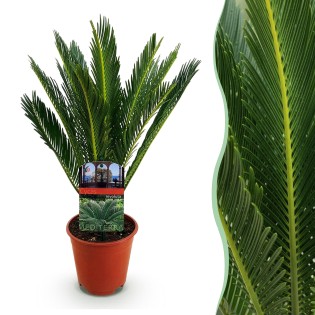 Green Boutiq - Houseplant - Cycas Revoluta - Sago Palm - Low Maintenance - Green - 1 - Pot 14Cm - Height 45Cm