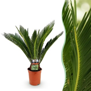 Green Boutiq - Houseplant - Cycas Revoluta - Sago Palm - Low Maintenance - Green - 1 - Pot 17Cm - Height 70Cm