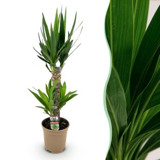 Yucca éléphantipes - Faible entretien - Pot 17Cm - Hauteur 75Cm