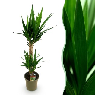 Green Boutiq - Houseplant - Yucca Elephantipes - Yucca - Low Maintenance - Green - 1 - Pot 19Cm - Height 120Cm