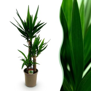 Yucca elephantipes - Faible entretien - Pot 21Cm - Hauteur 100Cm