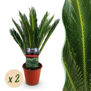 Green Boutiq - Houseplant - Cycas Revoluta - Sago Palm - Low Maintenance - Green - 2 - Pot 14Cm - Height 45Cm