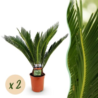 Green Boutiq - Houseplant - Cycas Revoluta - Sago Palm - Low Maintenance - Green - 2 - Pot 17Cm - Height 70Cm