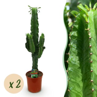 Green Boutiq - Houseplant - Euphorbia Eritrea - African Milk Tree - Low Maintenance - Green - 2 - Pot 19Cm - Height 70Cm