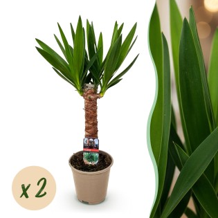 Green Boutiq - Houseplant - Yucca Elephantipes - Yucca - Low Maintenance - Green - 2 - Pot 14Cm - Height 55Cm