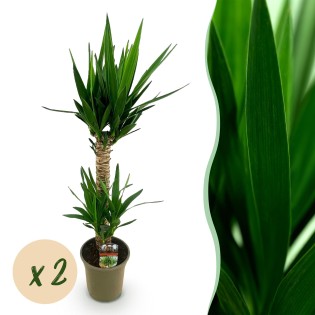 Green Boutiq - Houseplant - Yucca Elephantipes - Yucca - Low Maintenance - Green - 2 - Pot 19Cm - Height 120Cm